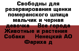 Свободны для резервирования щенки померанского шпица мальчик и черная девочка  - Все города Животные и растения » Собаки   . Ненецкий АО,Фариха д.